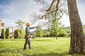 Trusted Parachute, CO Tree Services Experts