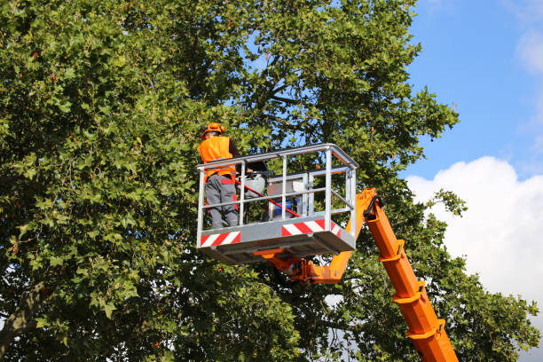 How Our Tree Care Process Works  in Parachute, CO