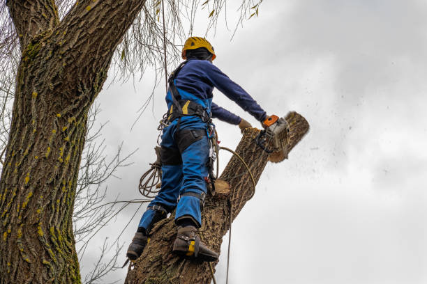 Tree and Shrub Care in Parachute, CO